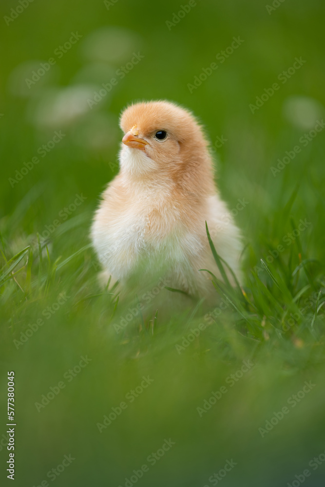 Beautiful one chick on natural background. Adorable yellow little chicken on green background