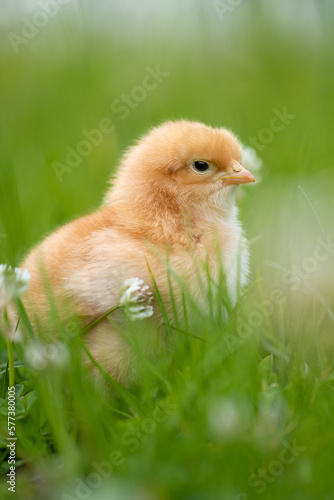 Beautiful one chick on natural background. Adorable yellow little chicken on green background