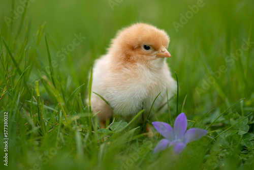 Beautiful one chick on natural background. Adorable yellow little chicken on green background