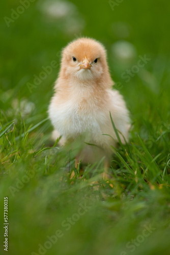 Beautiful one chick on natural background. Adorable yellow little chicken on green background