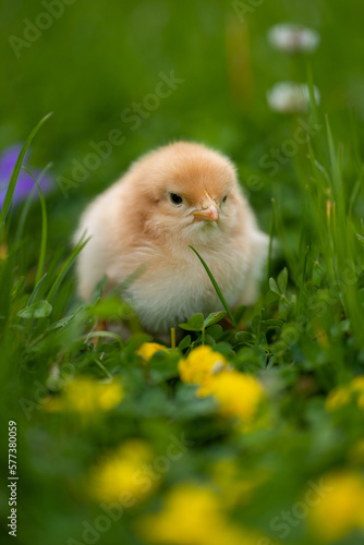Beautiful one chick on natural background. Adorable yellow little chicken on green background