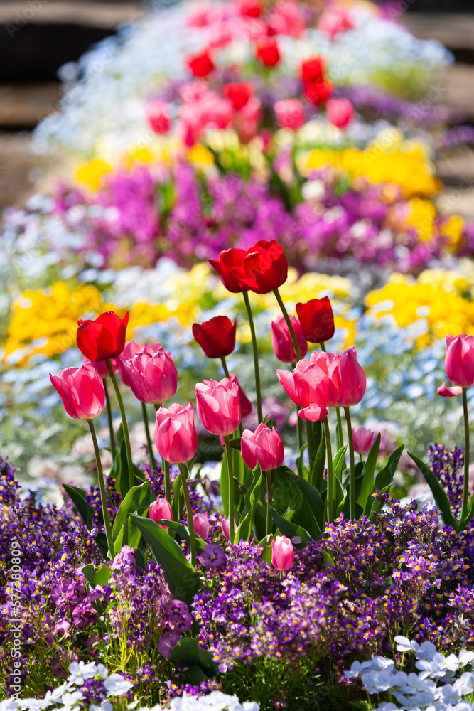 春爛漫の花壇