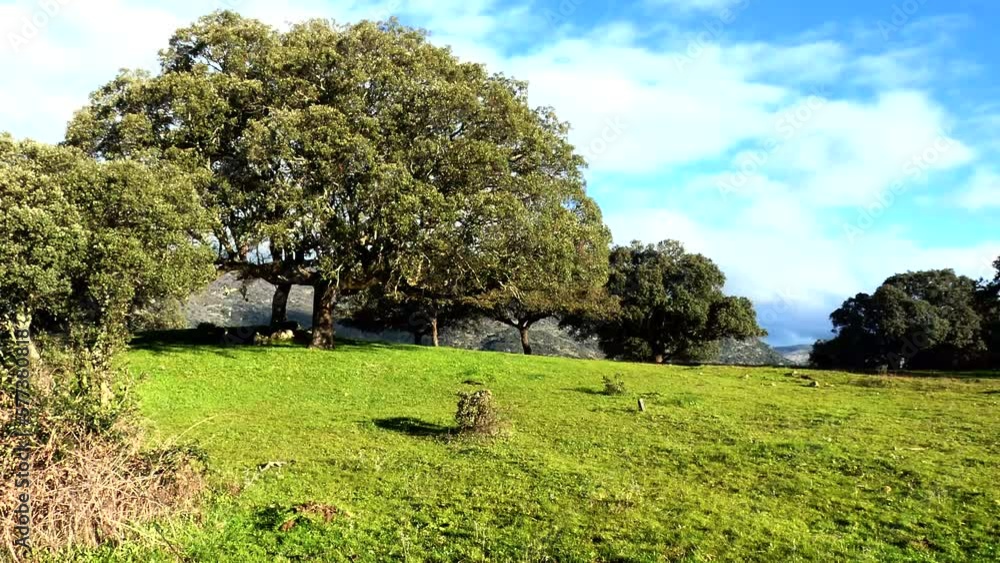 The wind moves the branches of this old holm oak in the meadow of Extremadura. The wind moves the branches of this old holm oak in the meadow of Extremadura.