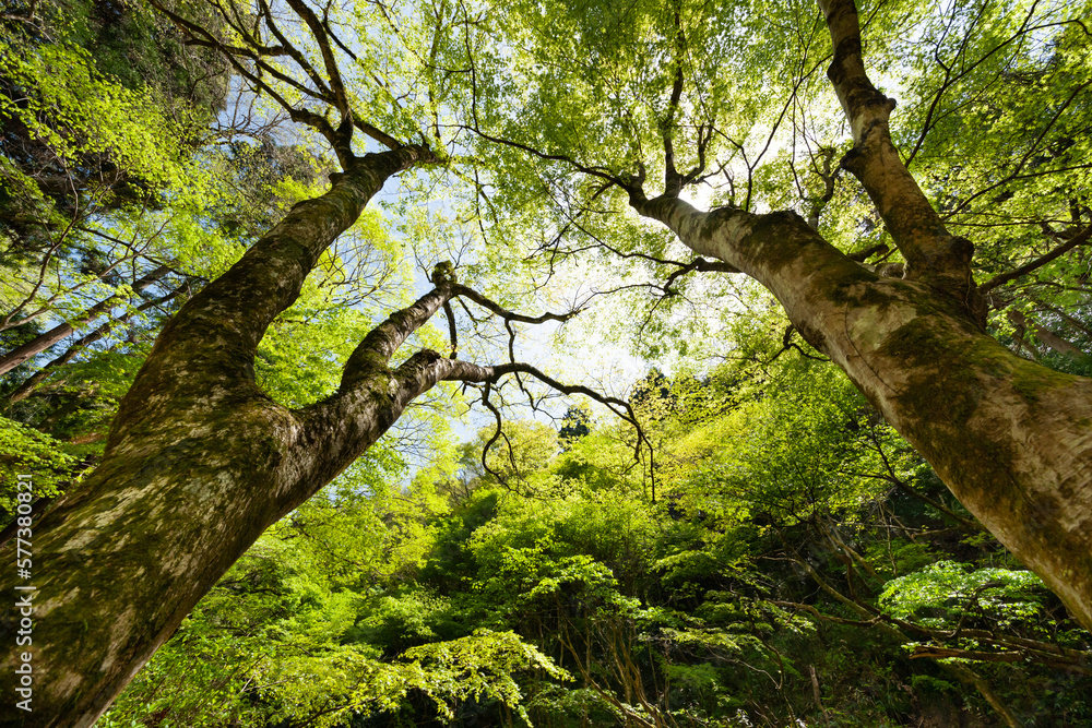 Naklejka premium 新緑の季節