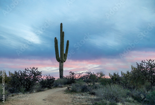 A Saguaro Cactus Along A Desert Hiking Trail In Scottsdale AZ