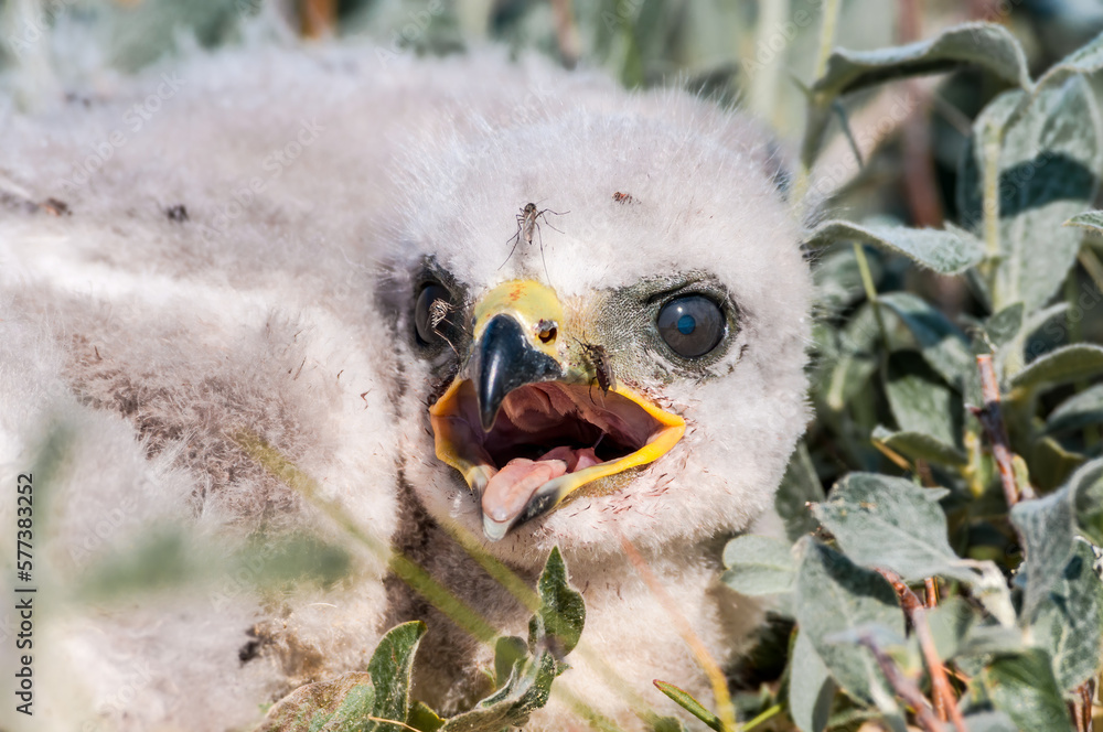 Rough-legged Buzzard (Buteo lagopu) chick at nest in Barents Sea coastal area Rough-legged Buzzard (Buteo lagopu) chick at nest in Barents Sea coastal area