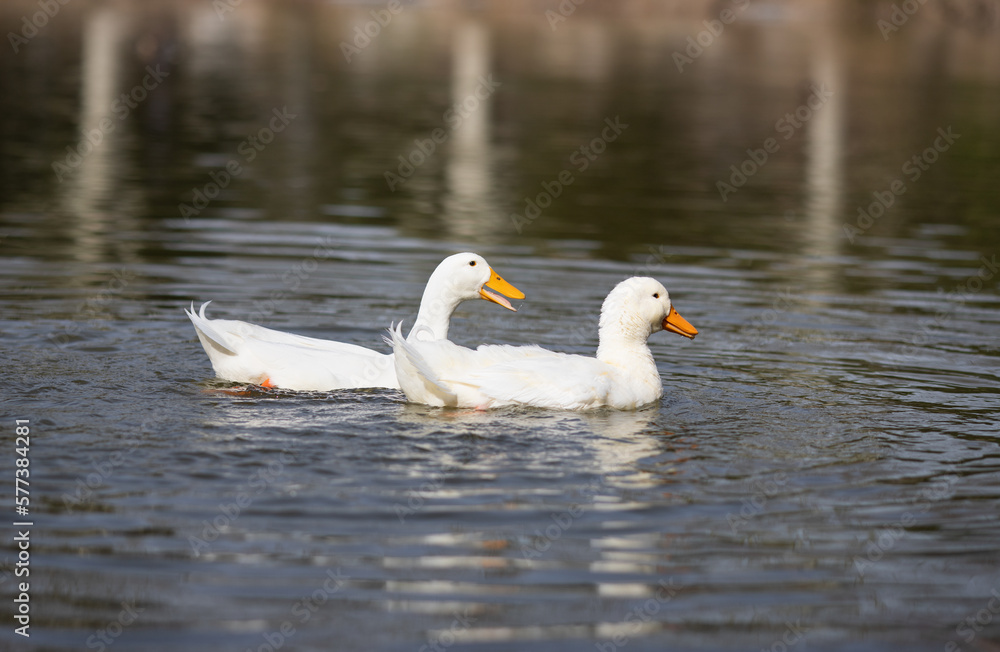 Cute white ducks are having fun on the lake, cute ducks, white ducks Cute white ducks are having fun on the lake, cute ducks, white ducks
