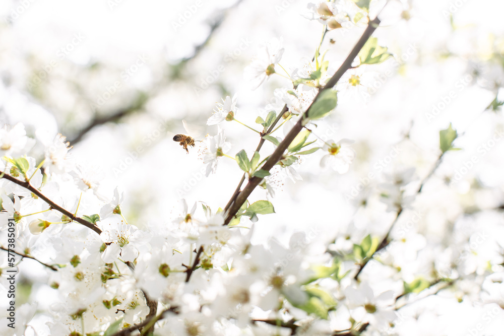 spring flowering white cherry tree zoom spring flowering white cherry tree zoom