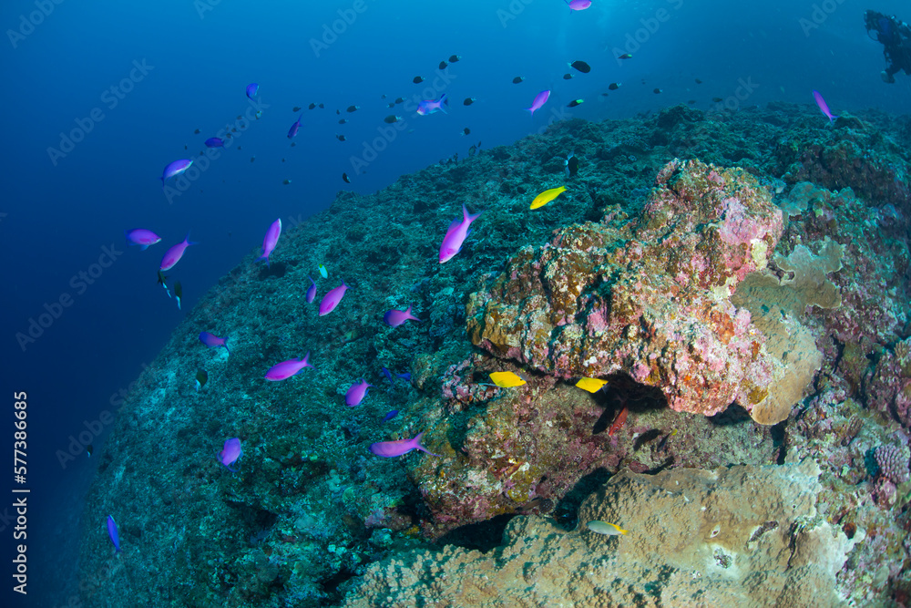 Fototapeta premium ハナゴイ