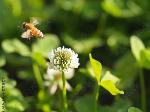 春の野原 シロツメクサと蜜蜂