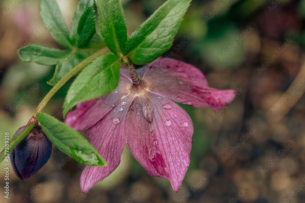 Flora Flora