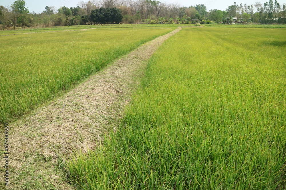 Fototapeta premium farm footpath