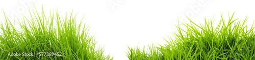 Green grass transparent