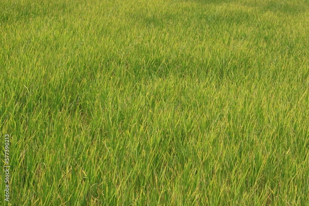 green field background 