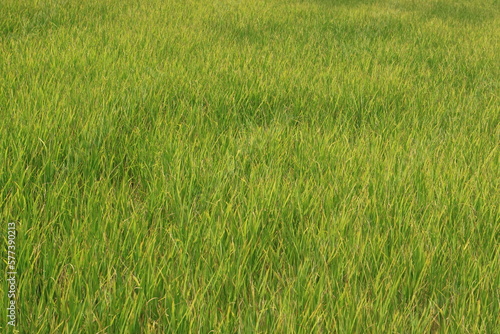 green field background 
