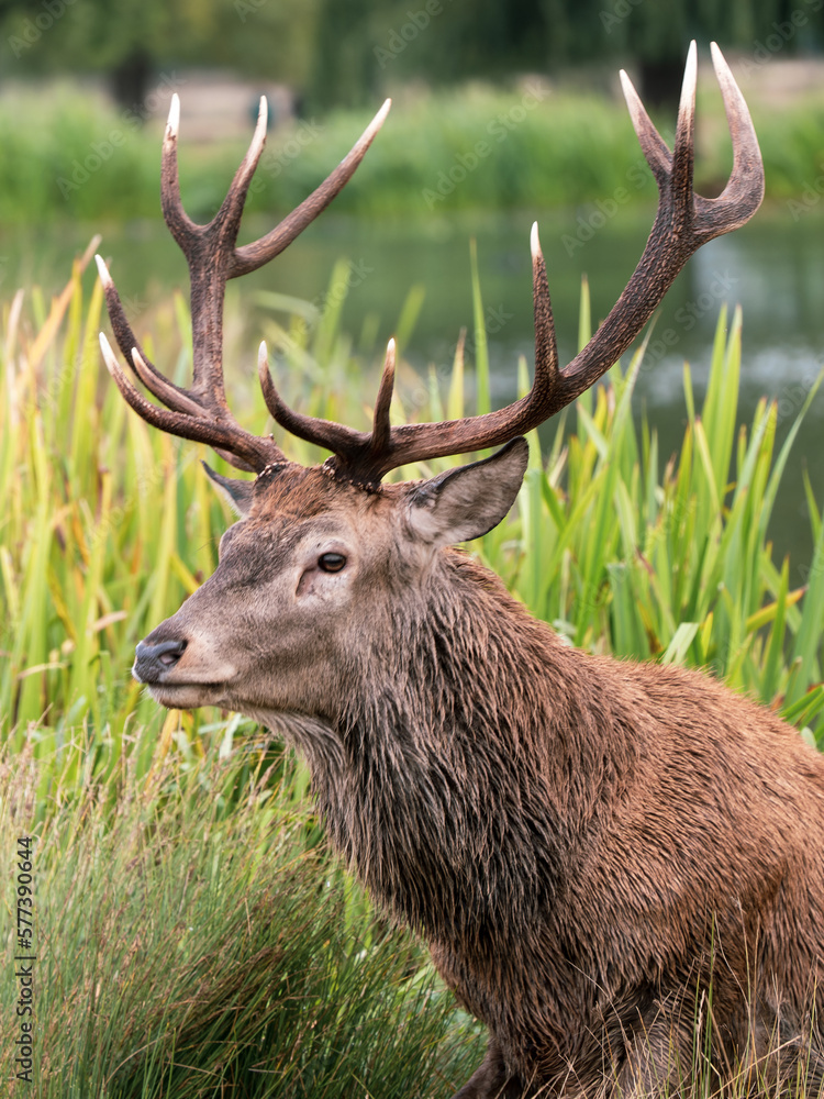 Red Deer Stag in a Lake