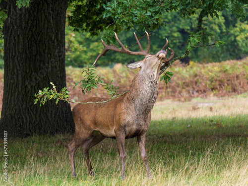 Red Deer Stag Rubbing Antlers on a Branch