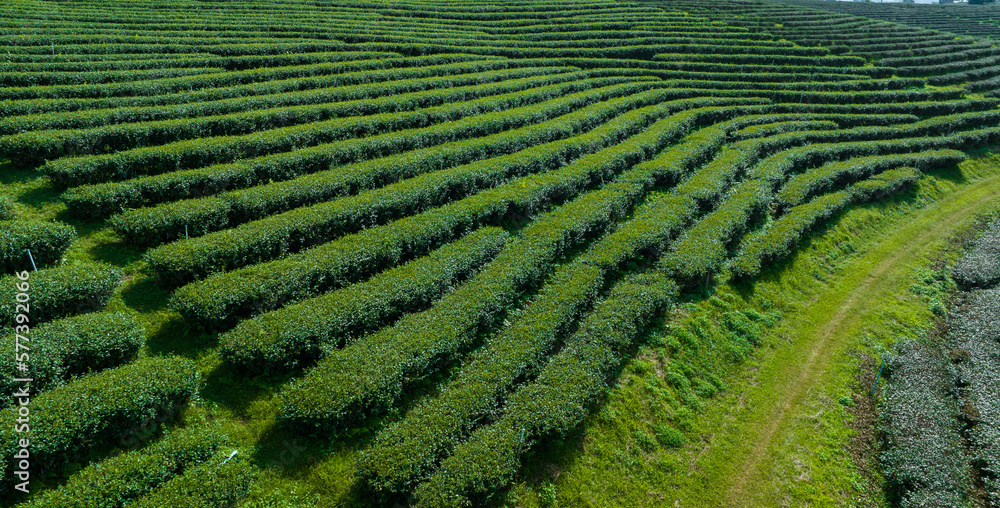 agricultural area of green tea plantation on the mountain north of chiang rai thailand aerial view from drone