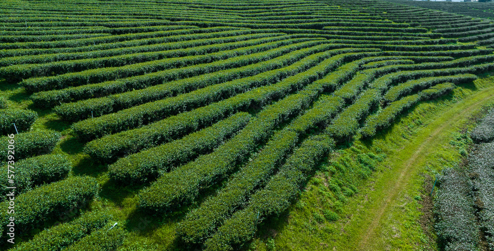 agricultural area of green tea plantation on the mountain north of chiang rai thailand aerial view from drone agricultural area of green tea plantation on the mountain north of chiang rai thailand aerial view from drone