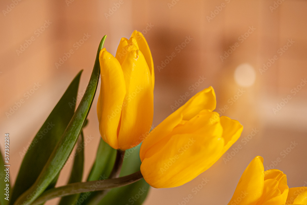 Close up of yellow tulips on blurred background, copy space Close up of yellow tulips on blurred background, copy space