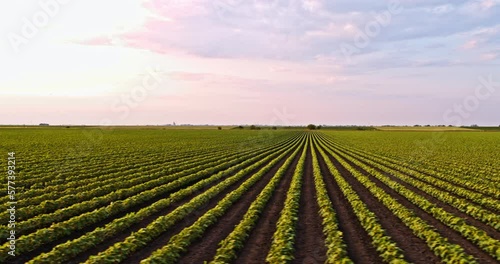 Drone shot of soybean plants on field at an industrial farm at sunset