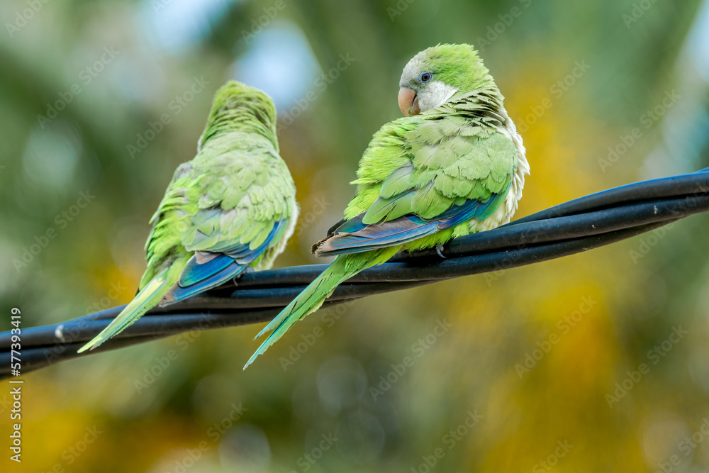 Obraz premium Monk Parakeets (Myiopsitta monachus) in park, Montevideo, Uruguay