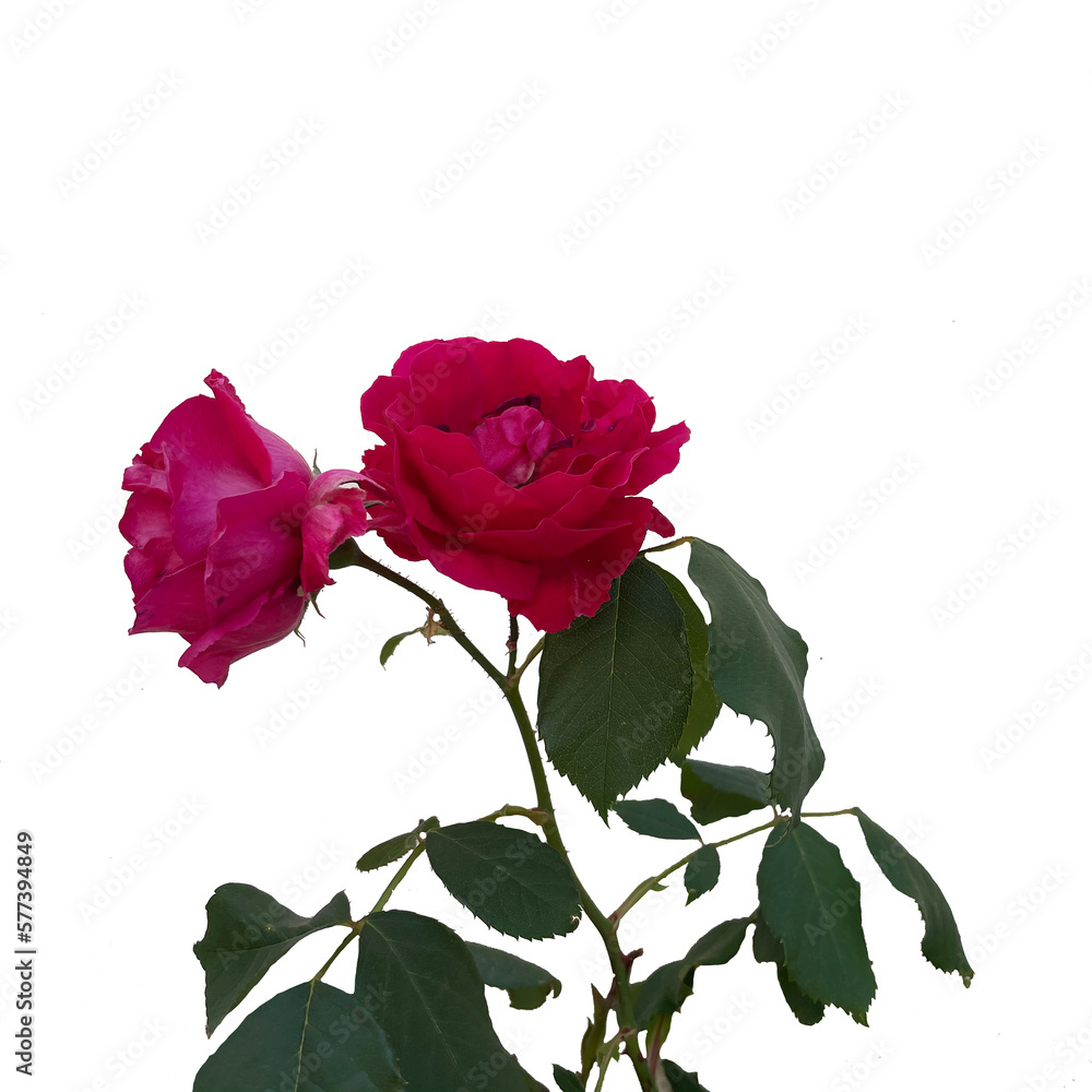 Fototapeta premium Roses on a light transparent background.