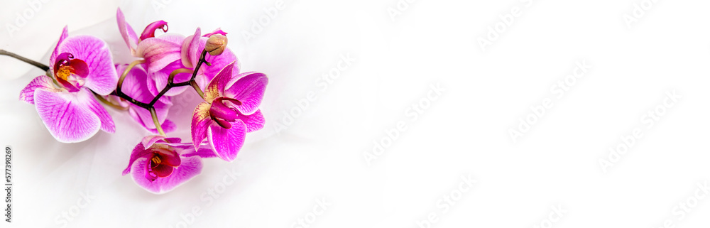 The branch of purple orchids on white fabric background
The branch of purple orchids on white fabric background