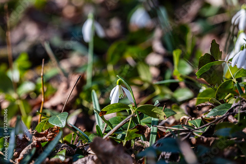Snowdrops flower in spring forest