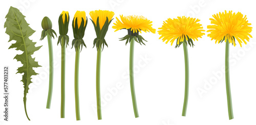 Realistic yellow dandelion flowers, buds and leaves vector set