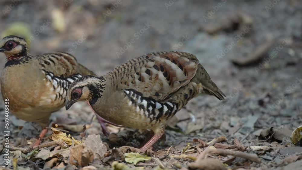 Bar-backed partridge living on the ground in nature Bar-backed partridge living on the ground in nature