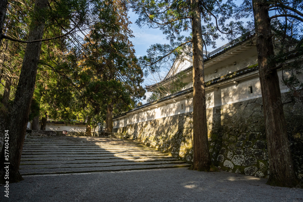 飫肥城跡 - しあわせ杉