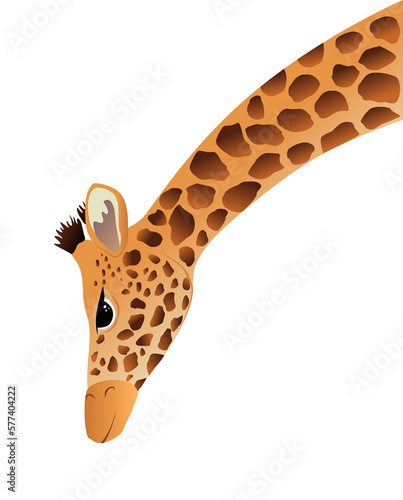 Photography Vector of giraffe drawing illustration