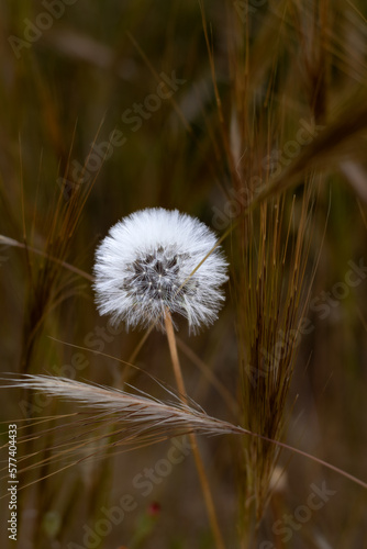 dandelion plant