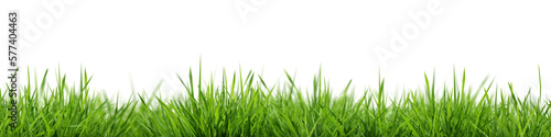 Leinwand Poster Grass background seamless horizontally