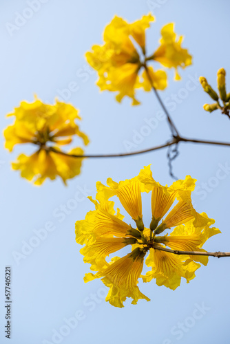 yellow Tabebuia chrysantha on blue sky photo
