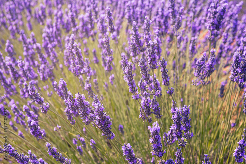 Purple expanse  a field of lavender in full bloom