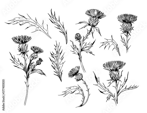 Thistle plant. Sketch style illustration. Vector set of floral objects for design. Isolated