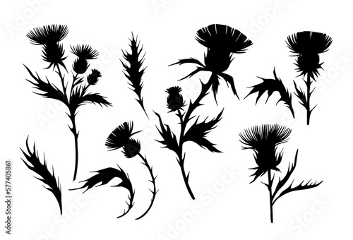 Thistle plant silhouette illustration. Vector set of floral objects for design. Isolated photo