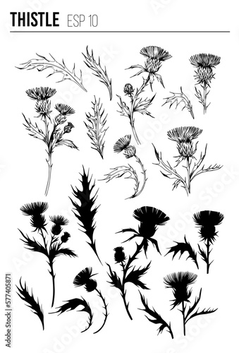 Thistle plant. Sketch style illustration. Vector set of floral objects for design. Isolated