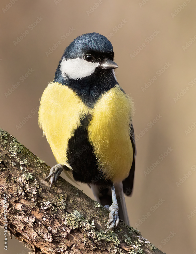 Fototapeta premium Great tit, Parus major. Early in the morning in the forest, a bird sits on a branch