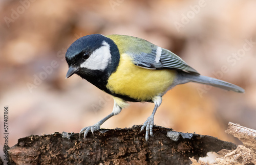 Great tit, Parus major. A bird sits on the bark of a fallen tree