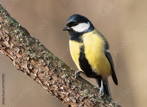 Great tit, Parus major. Early in the morning in the forest, a bird sits on a branch