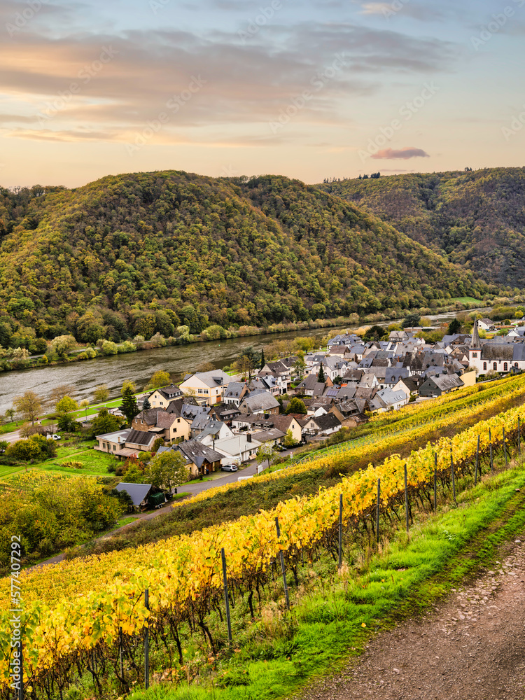 Bruttig-Fankel village on Moselle river and autumn coloured vineyards in Cochem-Zell, Germany