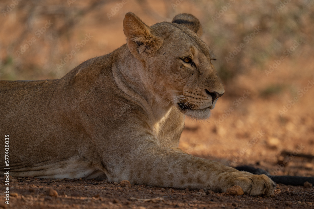 Close-up of lioness lying beneath shady tree Close-up of lioness lying beneath shady tree