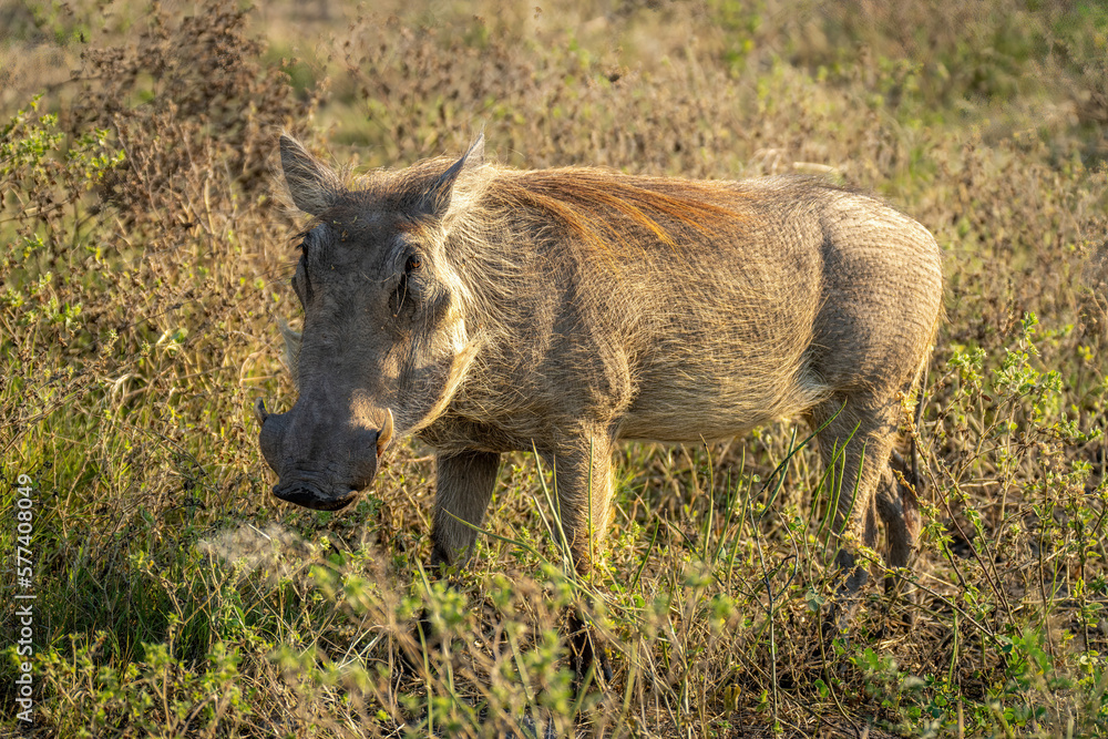 Common warthog stands in grass eyeing lens Common warthog stands in grass eyeing lens