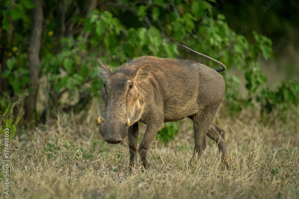 Common warthog stands watching lens in grass Common warthog stands watching lens in grass