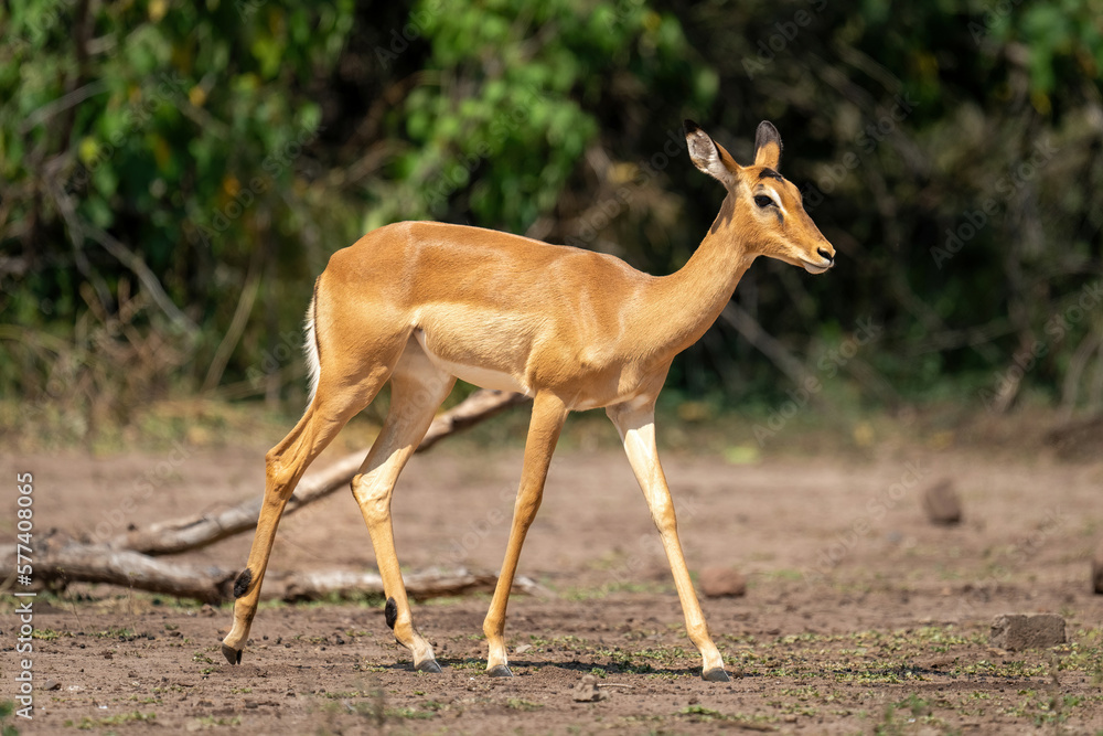 Female common impala crosses clearing watching camera Female common impala crosses clearing watching camera