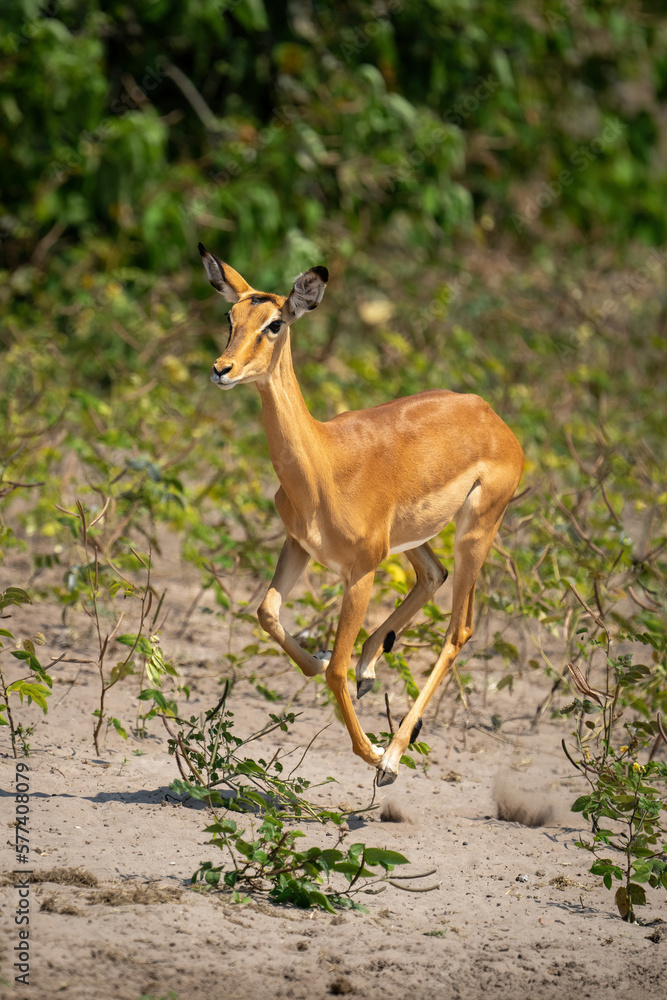 Female common impala runs across sunny riverbank