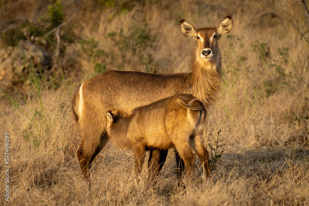 Female common waterbuck nurses calf in grassland Female common waterbuck nurses calf in grassland